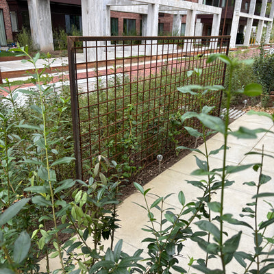 Espalier rusten fritstående